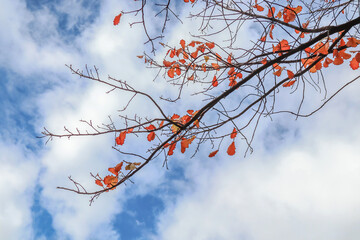 Autumn oak leaves against the sky.Krone oak tree in autumn in nature.