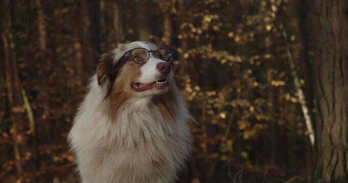 Dog wearing dioptric glasses, detail of head, outside forest background