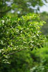 Terminalia mantaly (Also called Ketapang kencana, Madagascar Almond) tree with a natural background