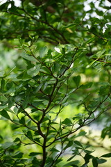 Terminalia mantaly (Also called Ketapang kencana, Madagascar Almond) tree with a natural background