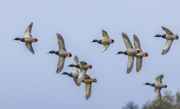 Group of flying ducks with blue sky background