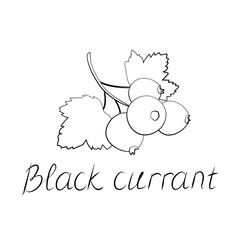 Black currant berry flat icon with inscription colorful vector illustration of eco food isolated on white. blackberry
