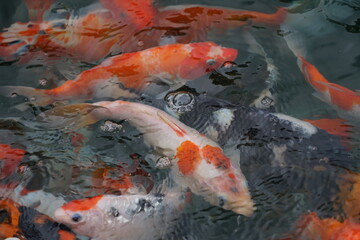 landscape A large group of orange-white koi fish swimming for food in the pond can be taken as a background image.