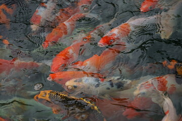 landscape A large group of orange-white koi fish swimming for food in the pond can be taken as a...