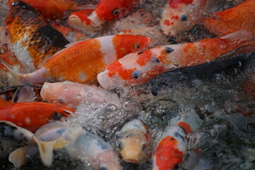 landscape A large group of orange-white koi fish swimming for food in the pond can be taken as a background image.