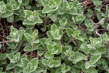 Nepeta cataria, mint or catnip
