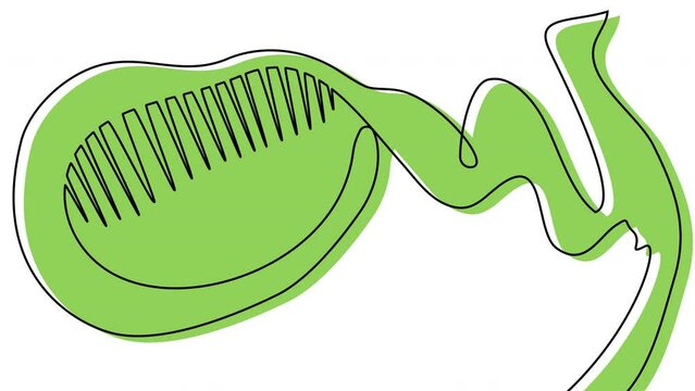 Self-drawing of a green gallbladder with one line on a white screen. The concept of human internal organs. Stock 4k video of anatomy with alpha channel. Medical whiteboard animation.