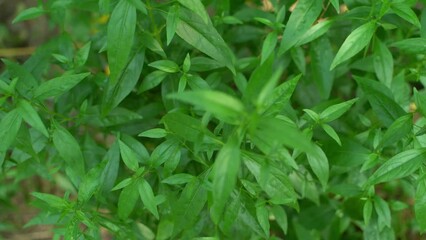A variety of medicines are prepared from Andrographis Paniculata leaf or kalmegh.