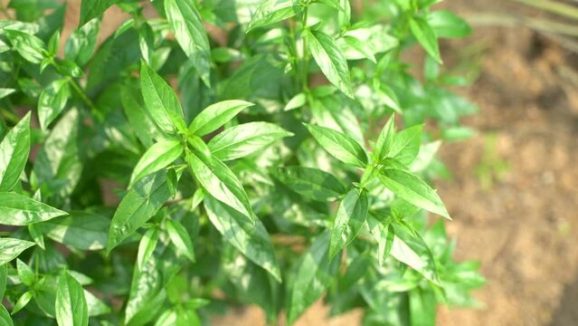 A variety of medicines are prepared from Andrographis Paniculata leaf or kalmegh.