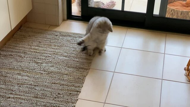 Cute small white kitten. Cute little white kitten playing indoor