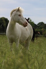 Obraz premium white horse in the field