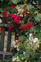red rose bush