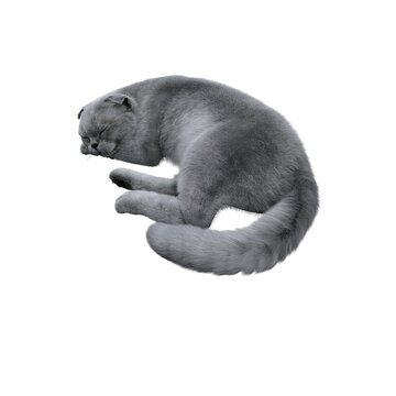 cat isolated on white background, 3D illustration, cg render