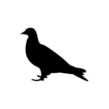 Vector illustration of bird silhouette
