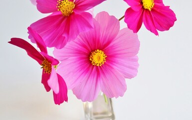 コスモスの花　明るくきれい　背景