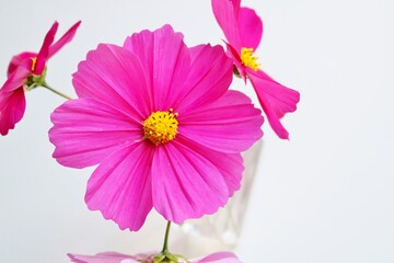 コスモスの花　明るくきれい　背景