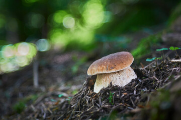 Boletus edulis - edible mushroom