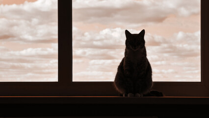 Silhouette of a cat at the window, a shadow pet on a window sill