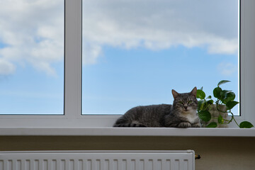 Adult gray cat near the window, pet on a white window sill indoor home