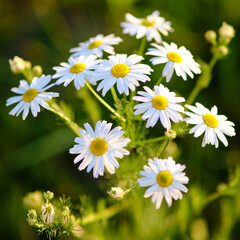 Summer daisies in sunlight, close-up. Evening sun at sunset and chamomile