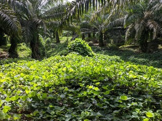 Obraz premium Mucuna bracteata plants grown in oil palm plantations
