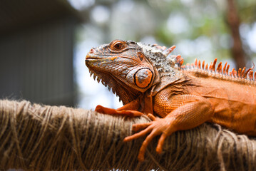 Fototapeta premium Orange iguana sitting on a branch in zoo in vietnam