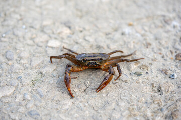 Crabs live in bill Bangladesh