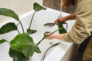 Washing plants in the home bathroom for cleaning from insects and garden pests. Treatment with...