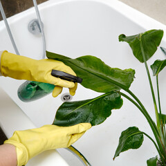 Spraying plants from a spray gun in a home bathroom for cleaning from insects and garden pests....