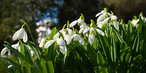Snowdrop flowers close-up. Beautiful first flowers bloomed in spring. White Galanthus nivalis in a clearing in bright sunlight. The concept of spring, beauty and awakening. Natural background banner
