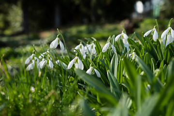 Obraz premium Snowdrop flowers close-up. Beautiful first flowers bloomed in spring. White Galanthus nivalis in a clearing in bright sunlight. The concept of spring, beauty and awakening. Natural background postcard