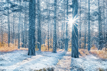 Fototapete bei efototapeten.de bestellen   