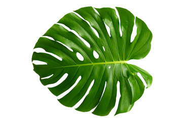 Naklejka na ściany i meble Monstera leaves leaves with Isolate Leaves on transparent background PNG file
