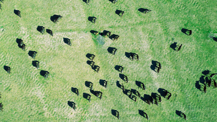 buffalo animal husbandry, breeding and animal husbandry in productive nature