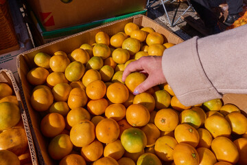 The girl checks the tangerine in the market. A woman at a wholesale vegetable market selects unripe tangerines for purchase. Fruits in a large cardboard box. Selective focus.