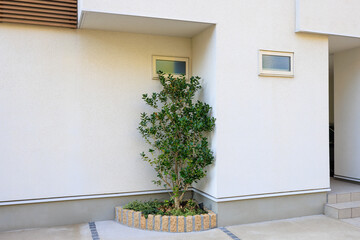 白い壁の家の玄関脇に植えられた木