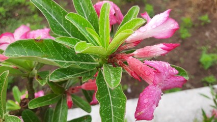 pink flower in the garden