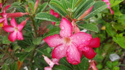 pink flower in the garden