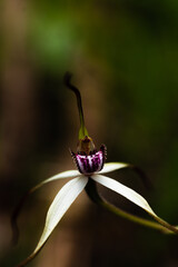 Obraz premium Australian native orchid