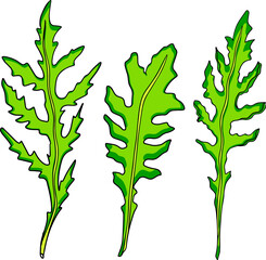 Arugula leaves on white background, vector illustration.