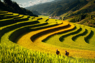 Boer in Mu cang chai dorp wandelen op de berg en gouden rijstterrassen