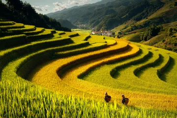 Fototapete Mu Cang Chai Bauer im Dorf Mu cang chai zu Fuß auf den Bergen und goldenen Reisterrassen