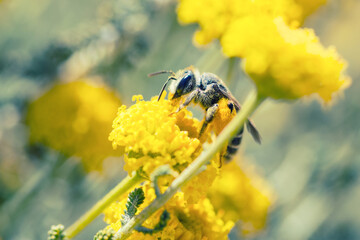 Pollination