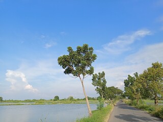 landscape with trees