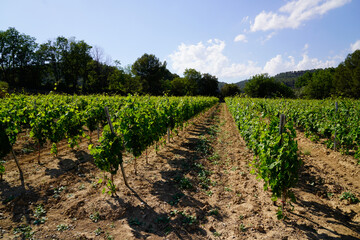 Fototapeta na wymiar Wine fields of Bordeaux french vine in chateau Margaux in Médoc