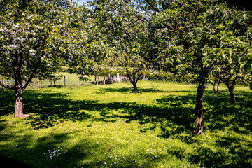 Verger dans la campagne