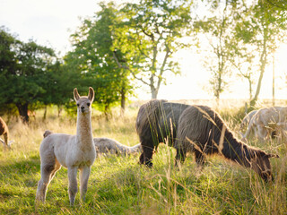Beautiful sunrise farm scene with group of grey, brown and black alpacas walking and grazing on grassy hill backlit at sunrise with trees in background. Summer in French farmland