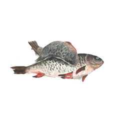 crucian fish, watercolor still life on a white background