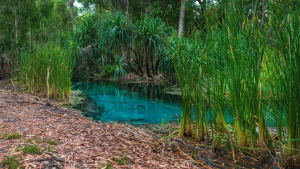 Bitter springs Mataranka, NT, Australia.
one of two natural thermal pools in Elsey National Park.

Spring water rises from underground at a rate of 30.5million litres per day.
