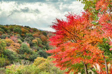 秋山　赤いモミジ